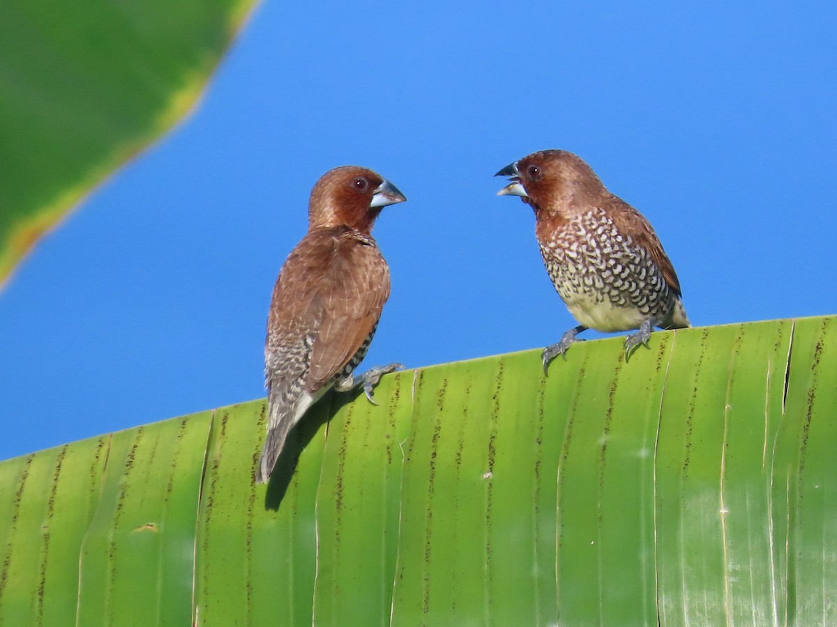 Scaly-breasted Munia - ML611253821