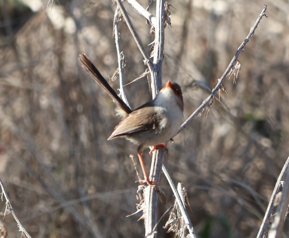 Superb Fairywren - ML611253839