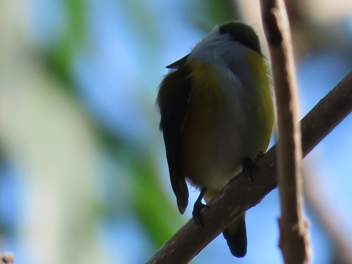 Yellow-sided Flowerpecker - ML611253841