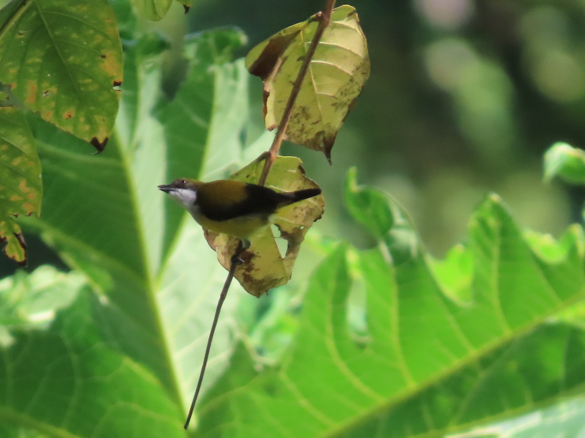 Yellow-sided Flowerpecker - ML611253842