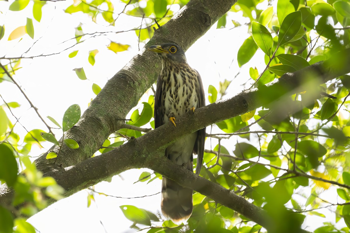 Malaysian Hawk-Cuckoo - Jinchi Han