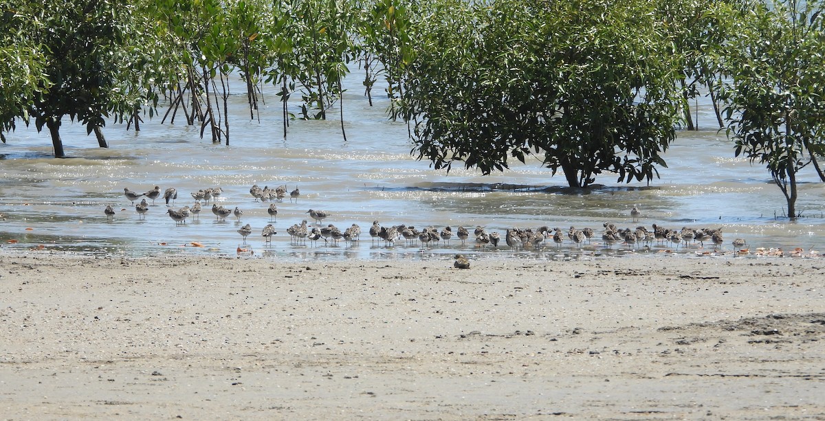 Sharp-tailed Sandpiper - ML611253898