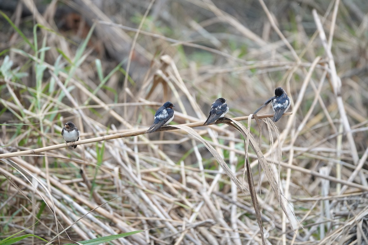 Barn Swallow - ML611253944