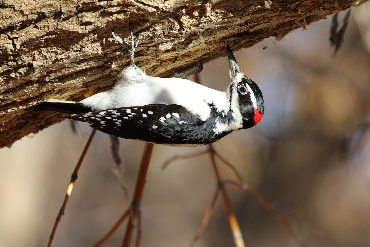 Hairy Woodpecker - Dan Schiebelbein