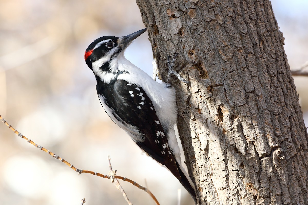 Hairy Woodpecker - ML611253951