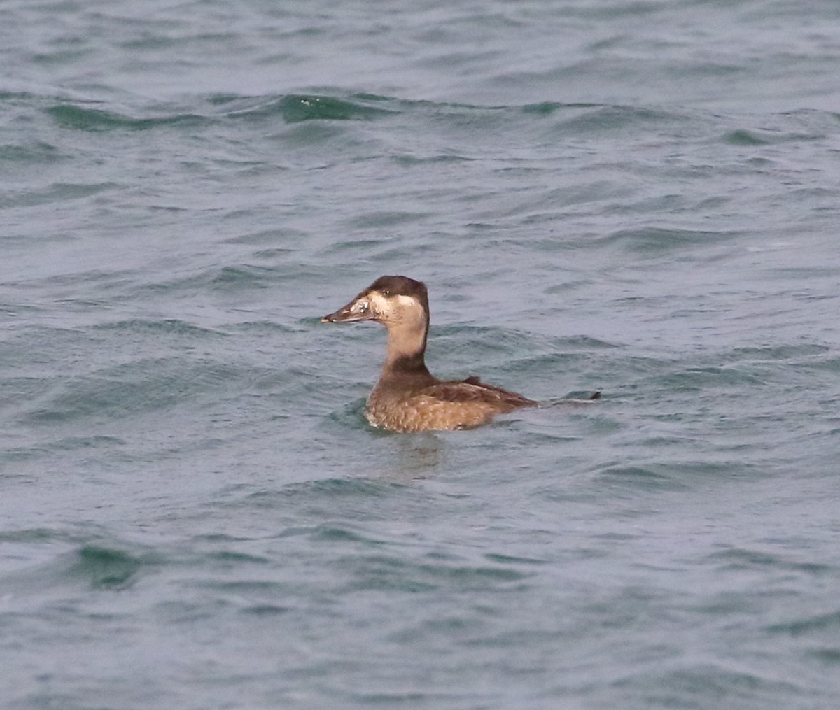 Surf Scoter - ML611253961