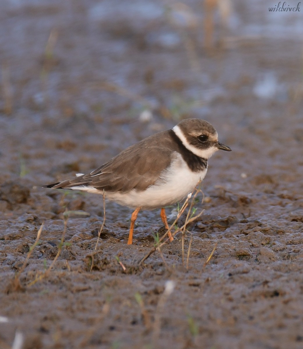 Common Ringed Plover - ML611253968