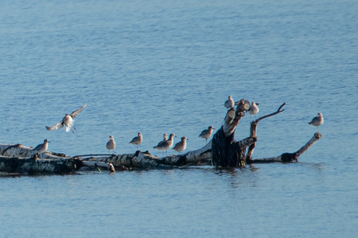 Black-bellied Plover - ML611253987