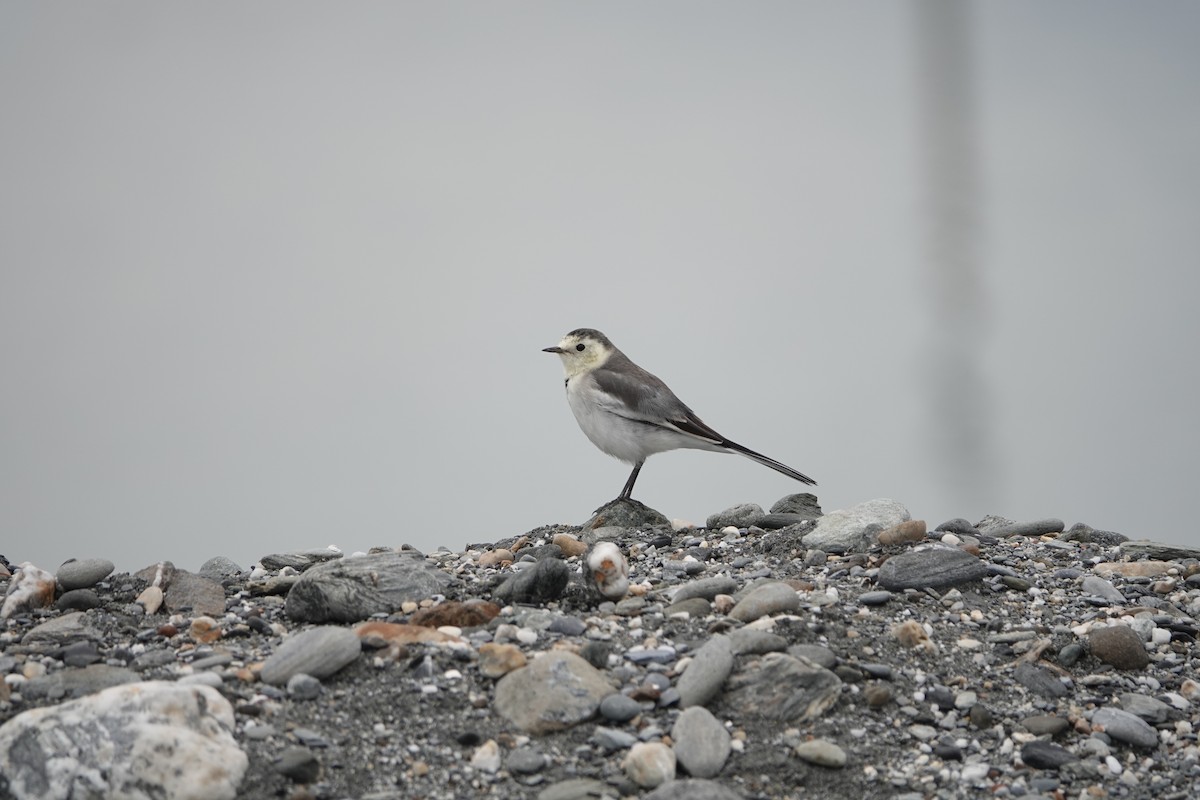 White Wagtail (Chinese) - ML611254001