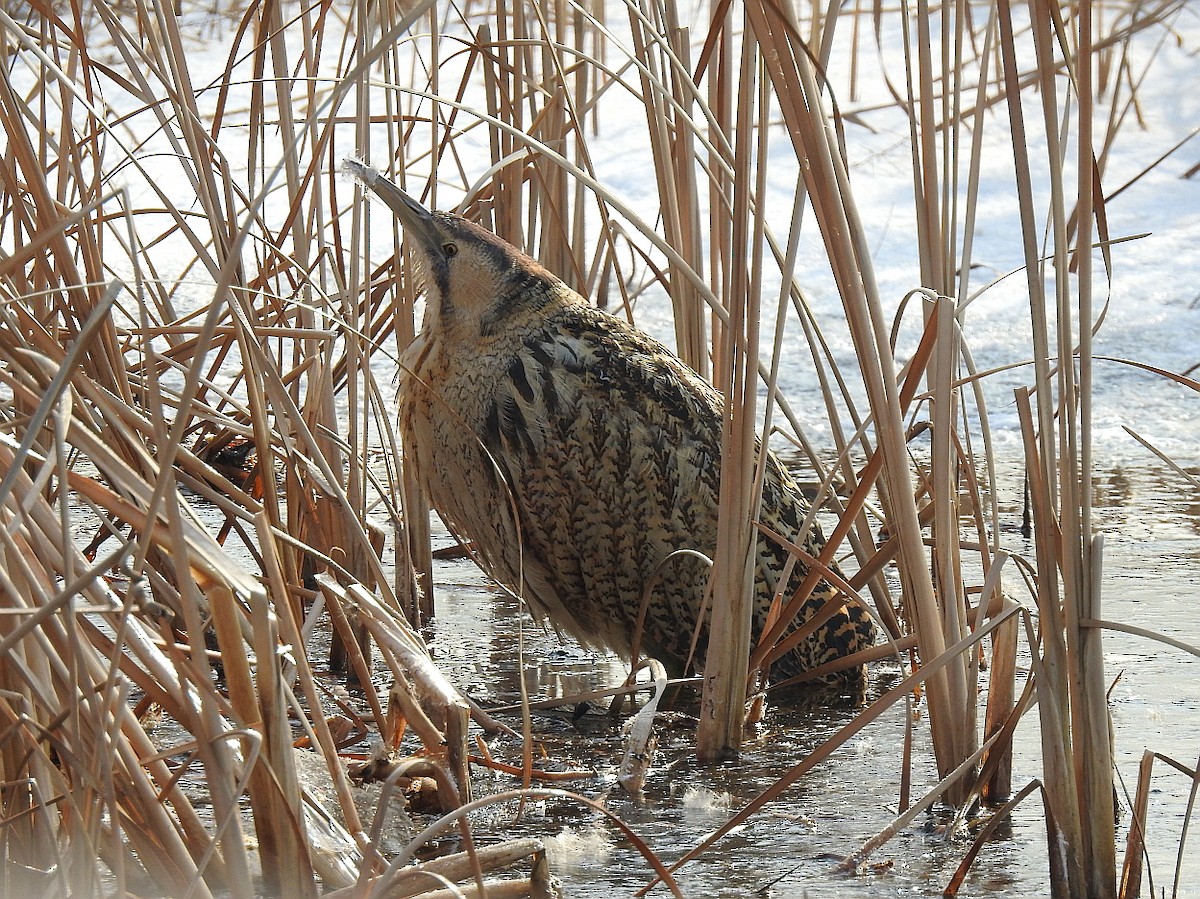 Great Bittern - ML611254014