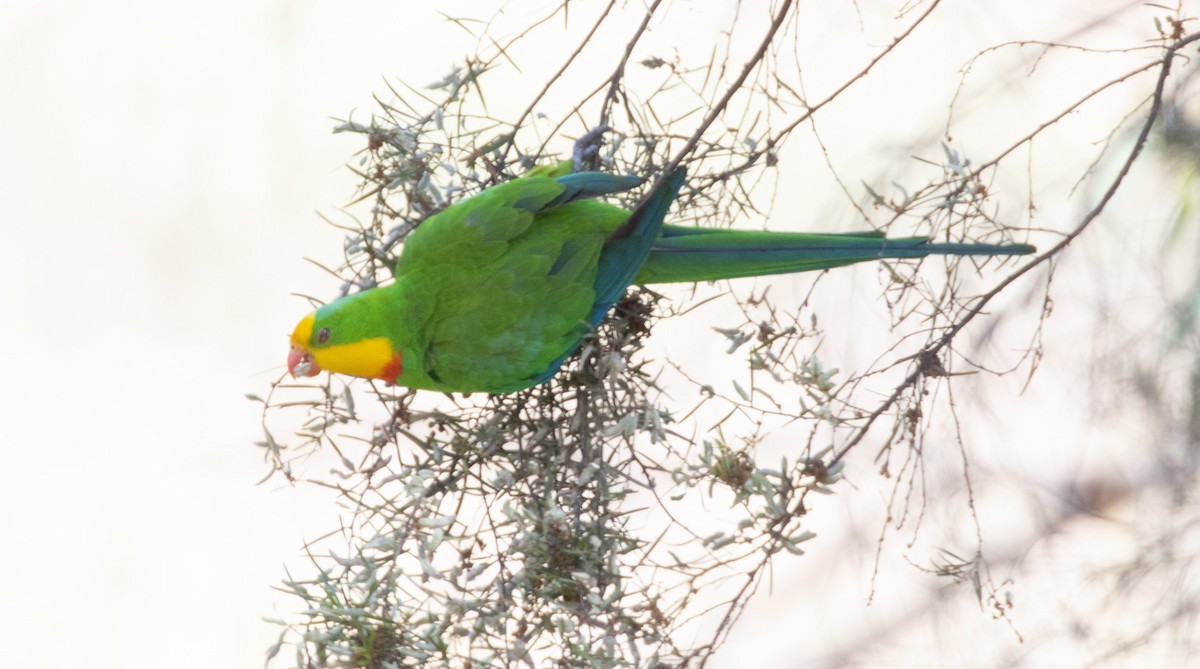 Superb Parrot - Pat and Denise Feehan