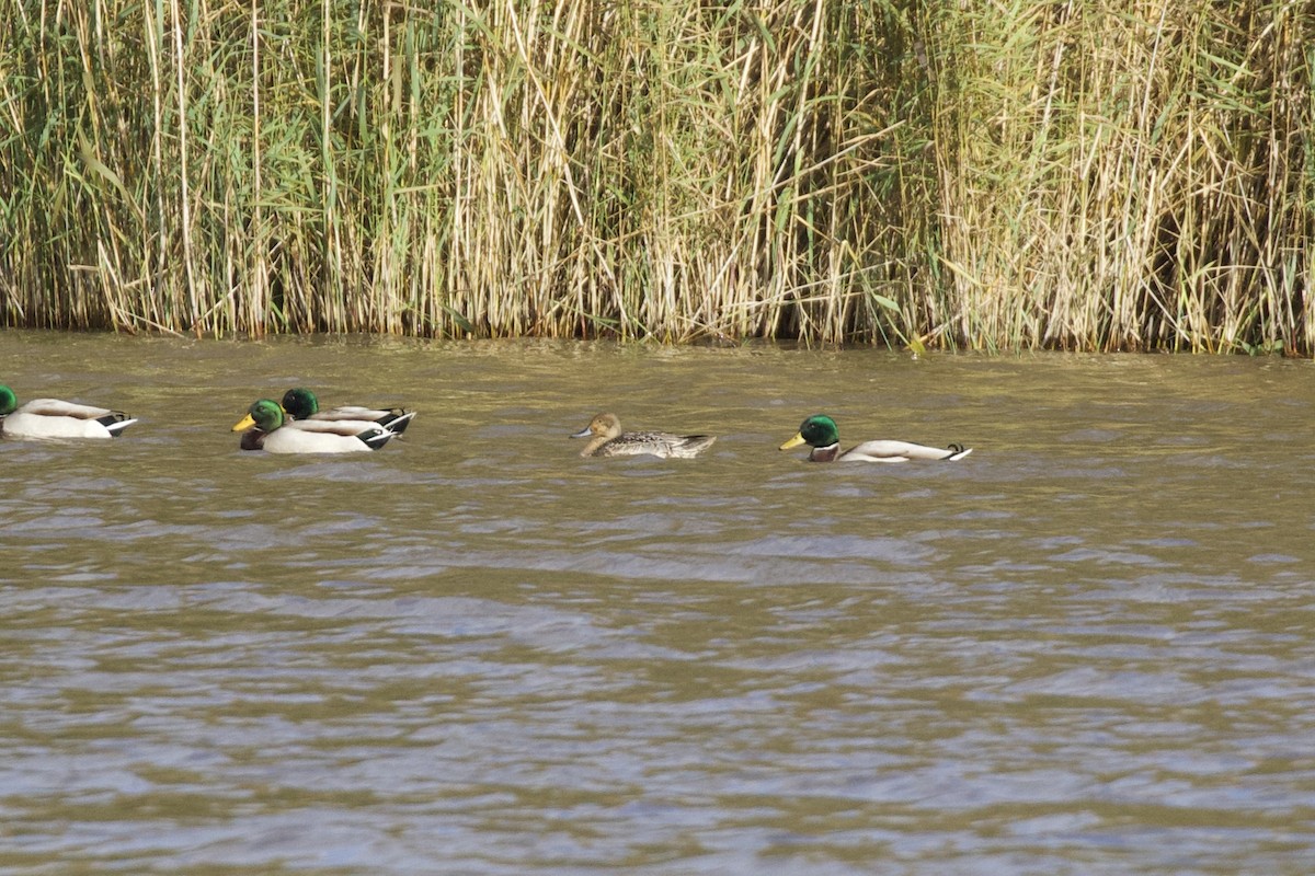 Northern Pintail - Thomas Doebel