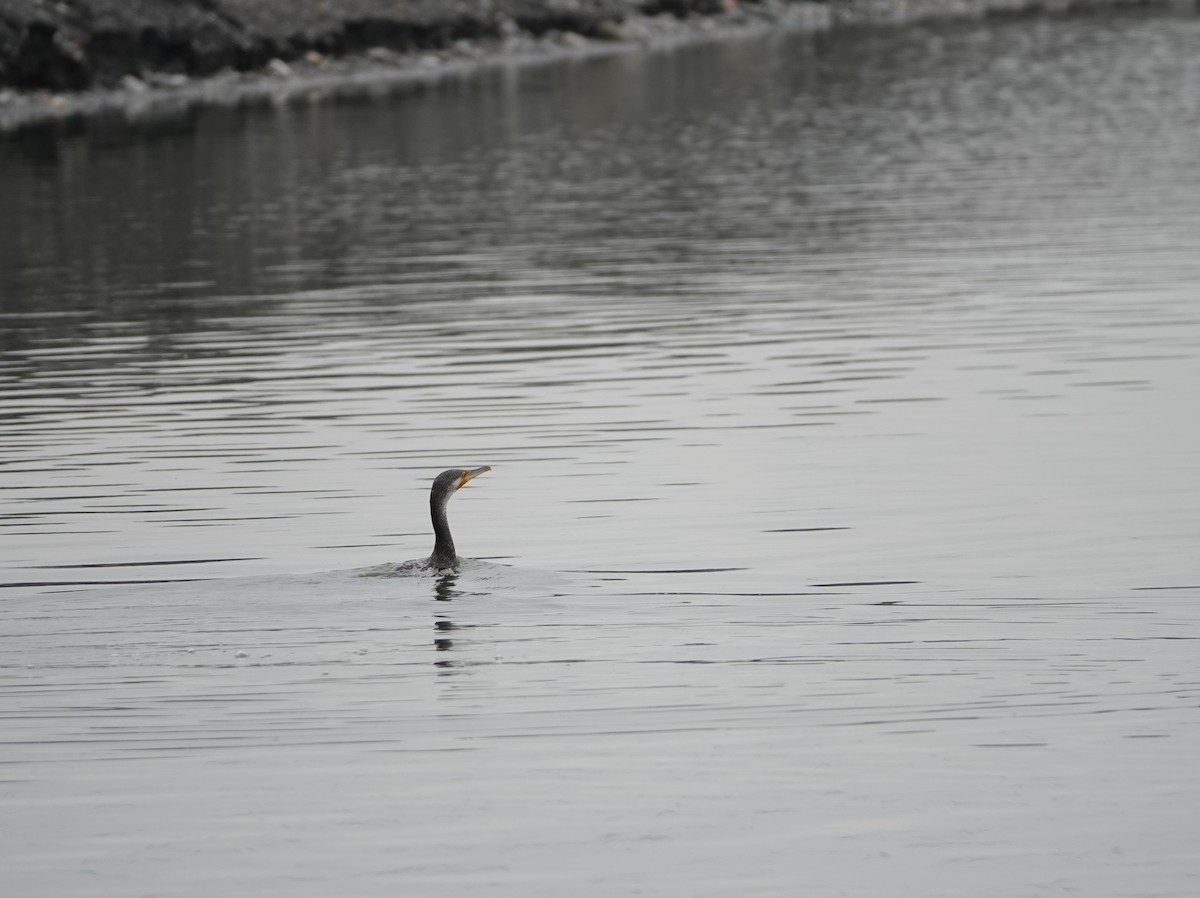 Great Cormorant - Sheng Wun Jheng