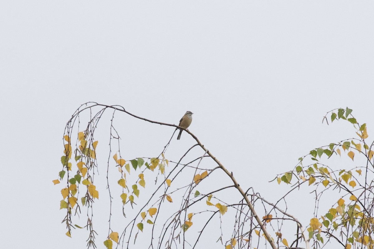 Rock Bunting - ML611254058