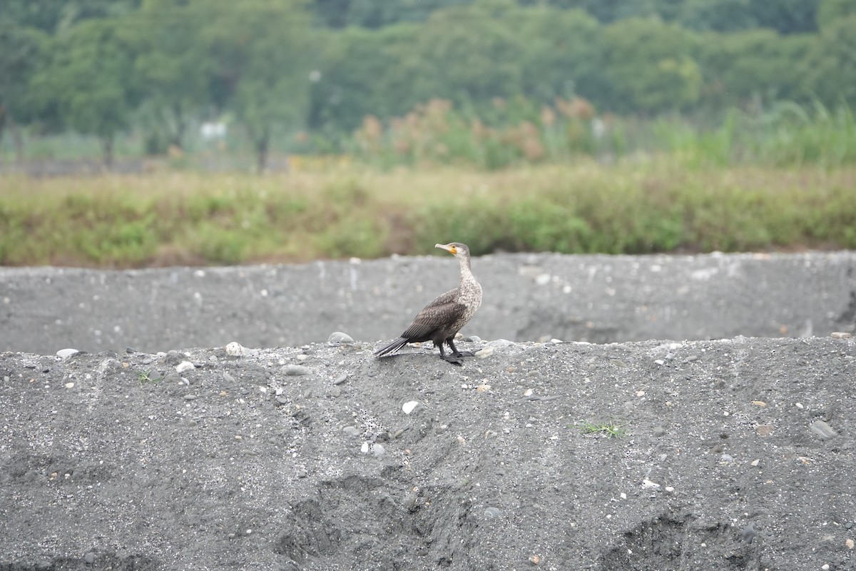 Great Cormorant - Sheng Wun Jheng