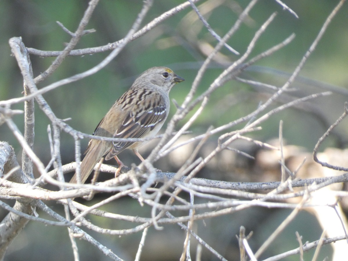 Golden-crowned Sparrow - ML611254081