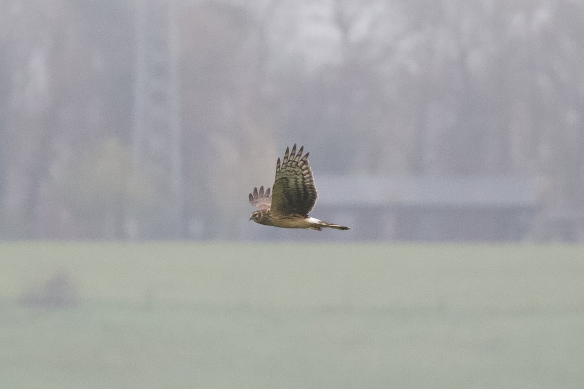 Hen Harrier - Thomas Doebel