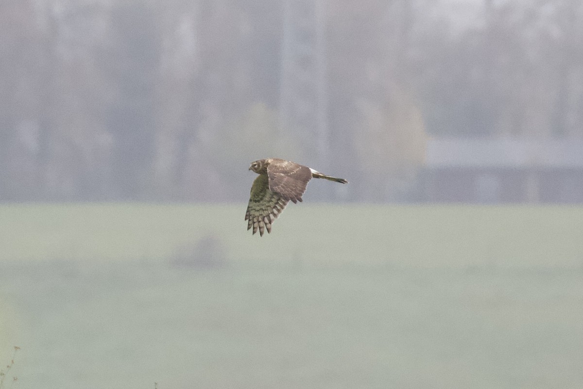 Hen Harrier - Thomas Doebel