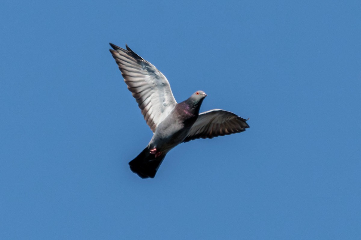 Rock Pigeon (Feral Pigeon) - ML611254228