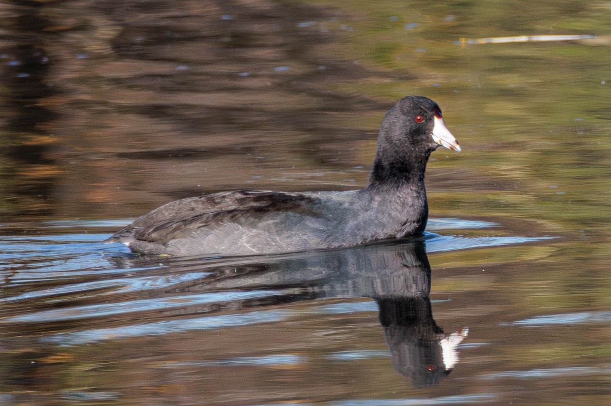 American Coot - Pierce Louderback