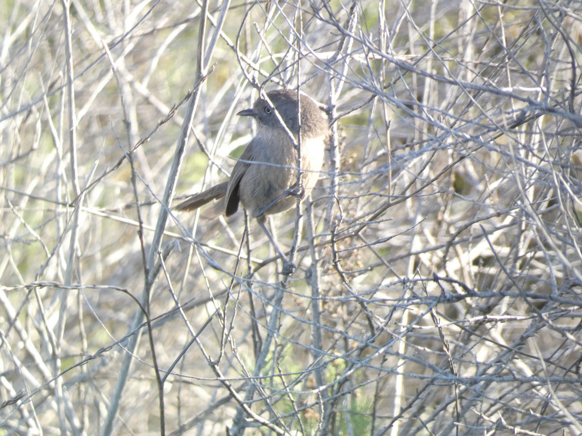 Wrentit - ML611254260