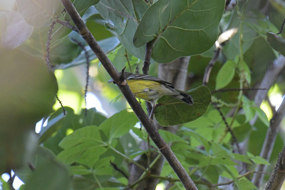 Magnolia Warbler - Christian Newton