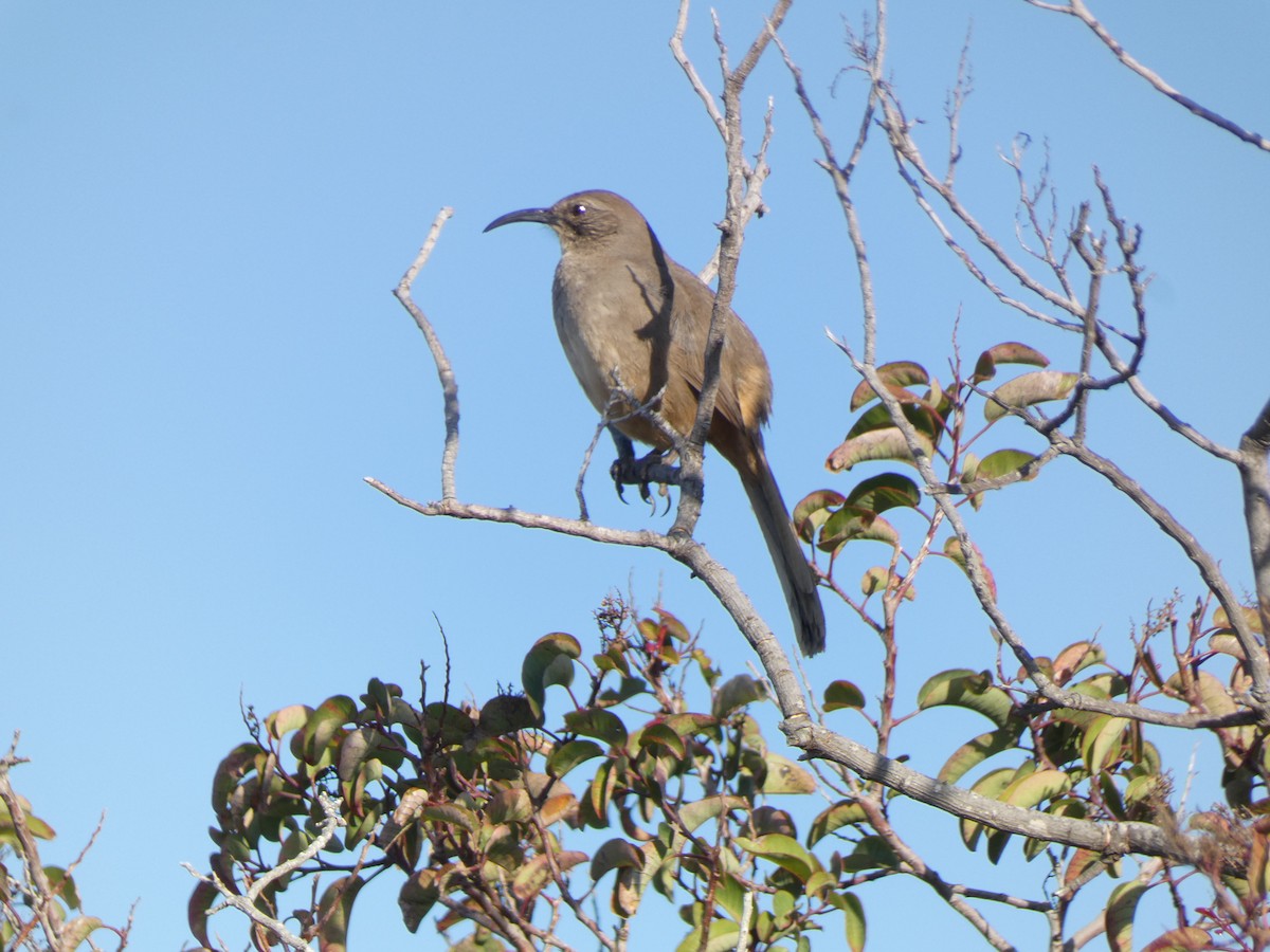 California Thrasher - William Buswell