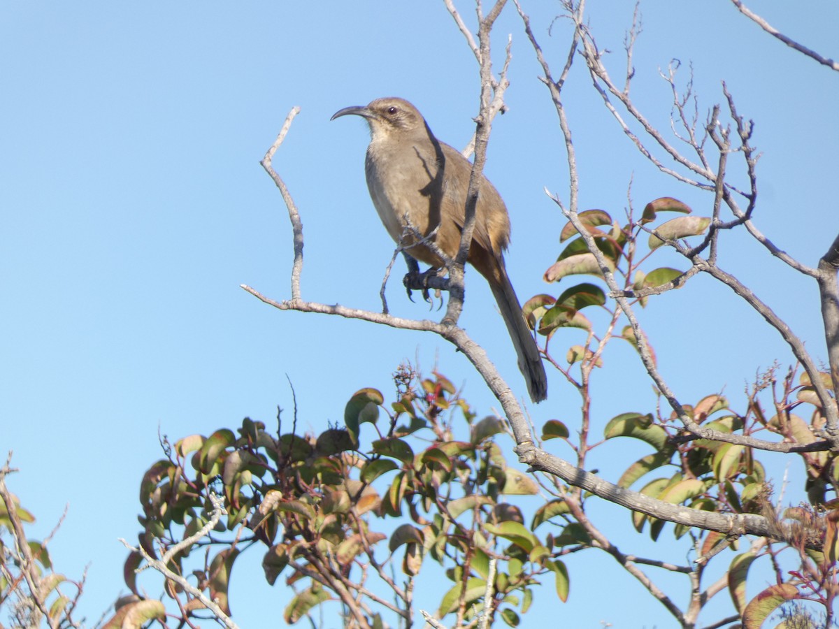 California Thrasher - ML611254267