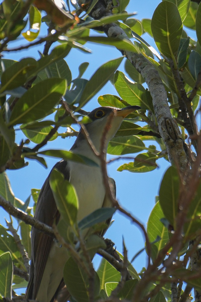 Yellow-billed Cuckoo - ML611254273