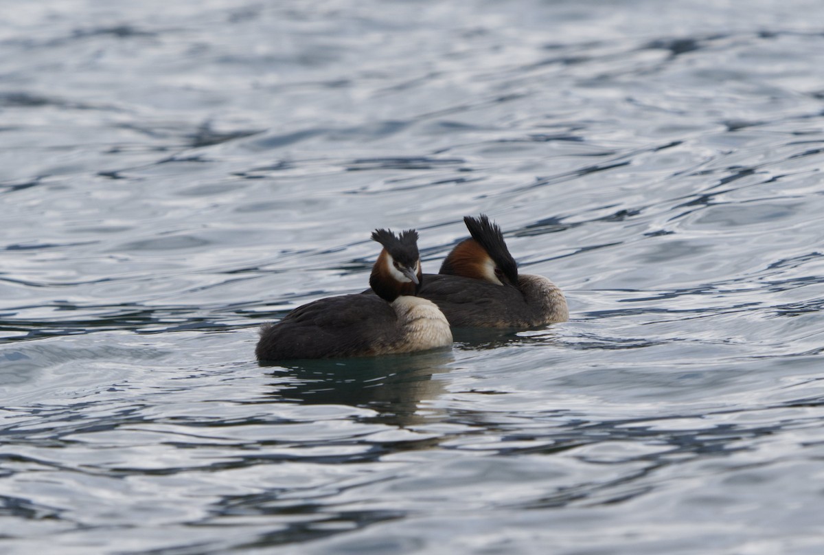 Great Crested Grebe - Esteban Martinez Fredes