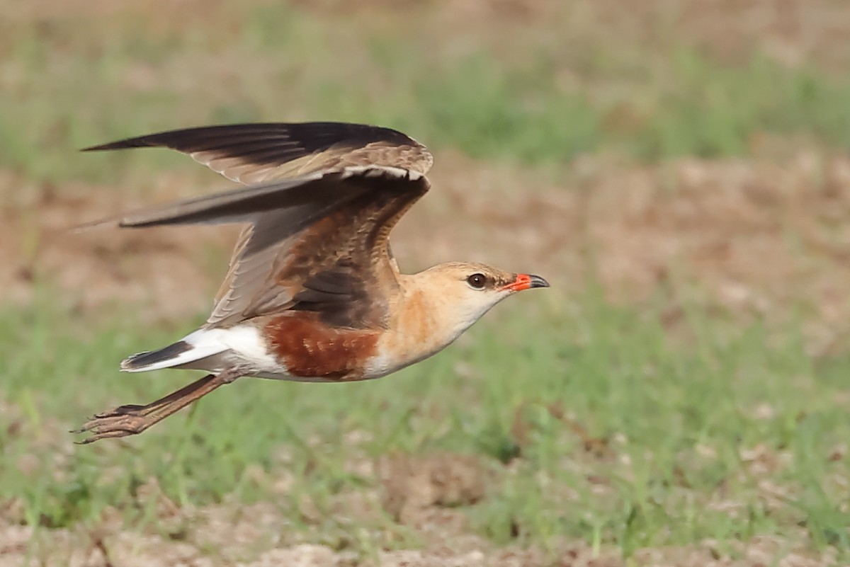 Australian Pratincole - Tony Ashton