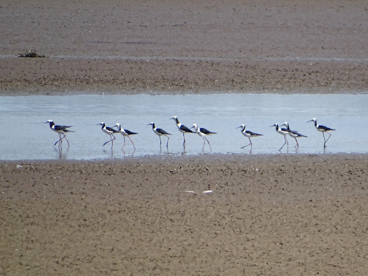 Pied Stilt - ML611254382