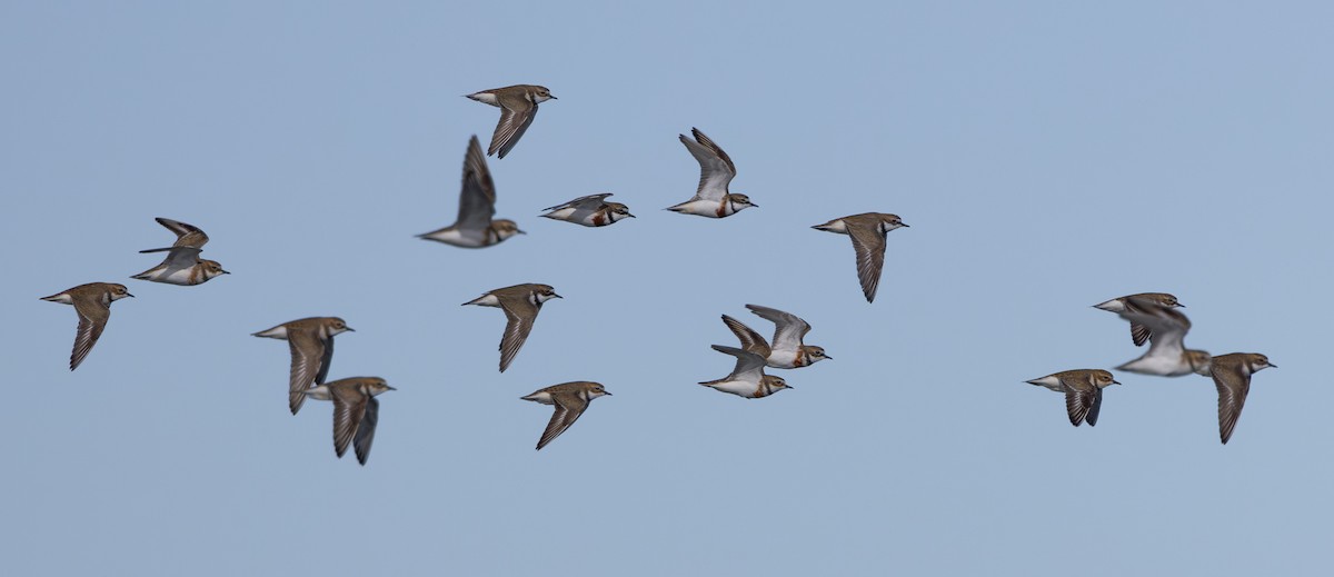 Double-banded Plover - ML611254425