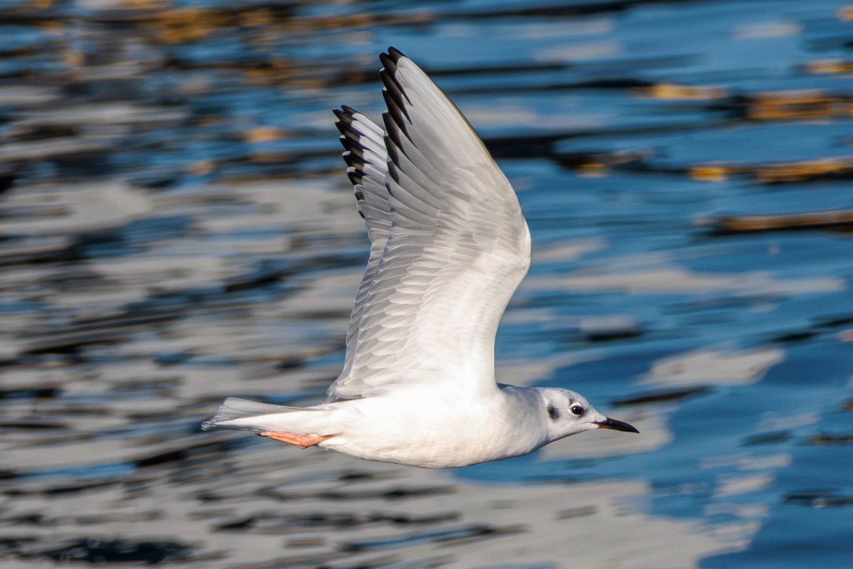 Bonaparte's Gull - Pierce Louderback