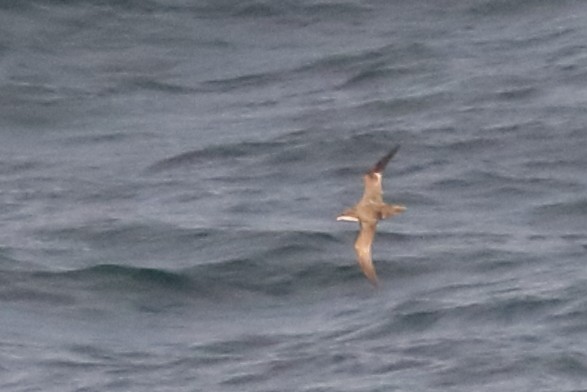 Sooty/Short-tailed Shearwater - ML611254693