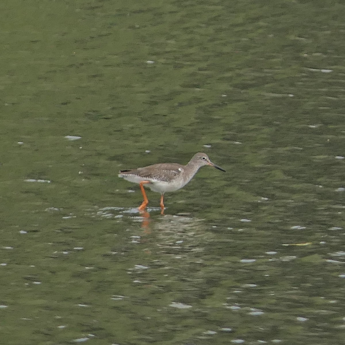 Common Redshank - Bijoy Venugopal