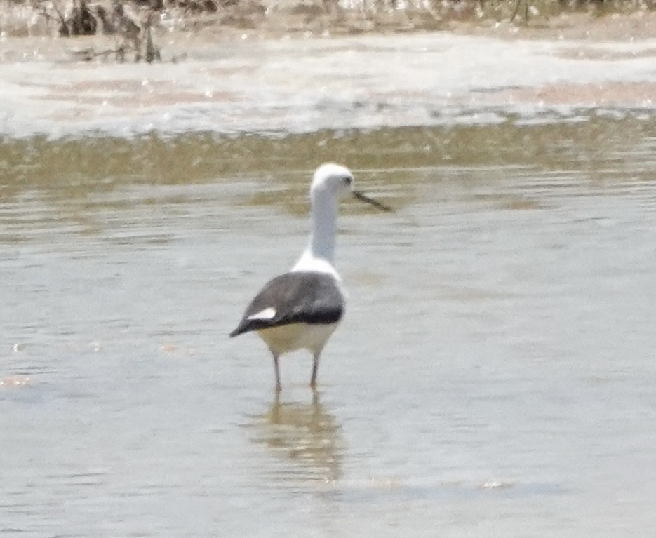 Black-winged Stilt - ML611254979