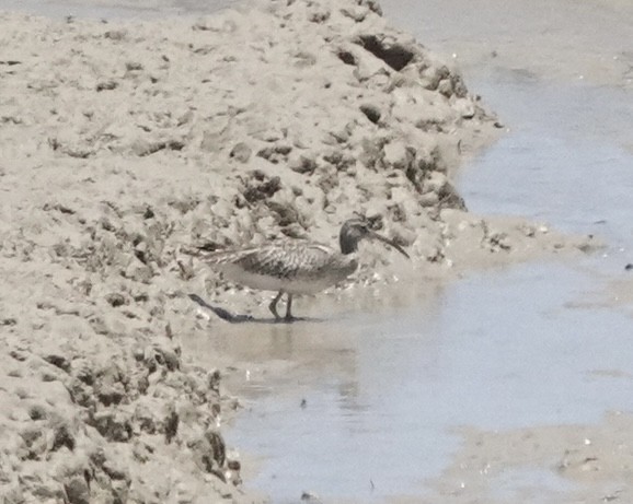 Whimbrel (European) - ML611255048