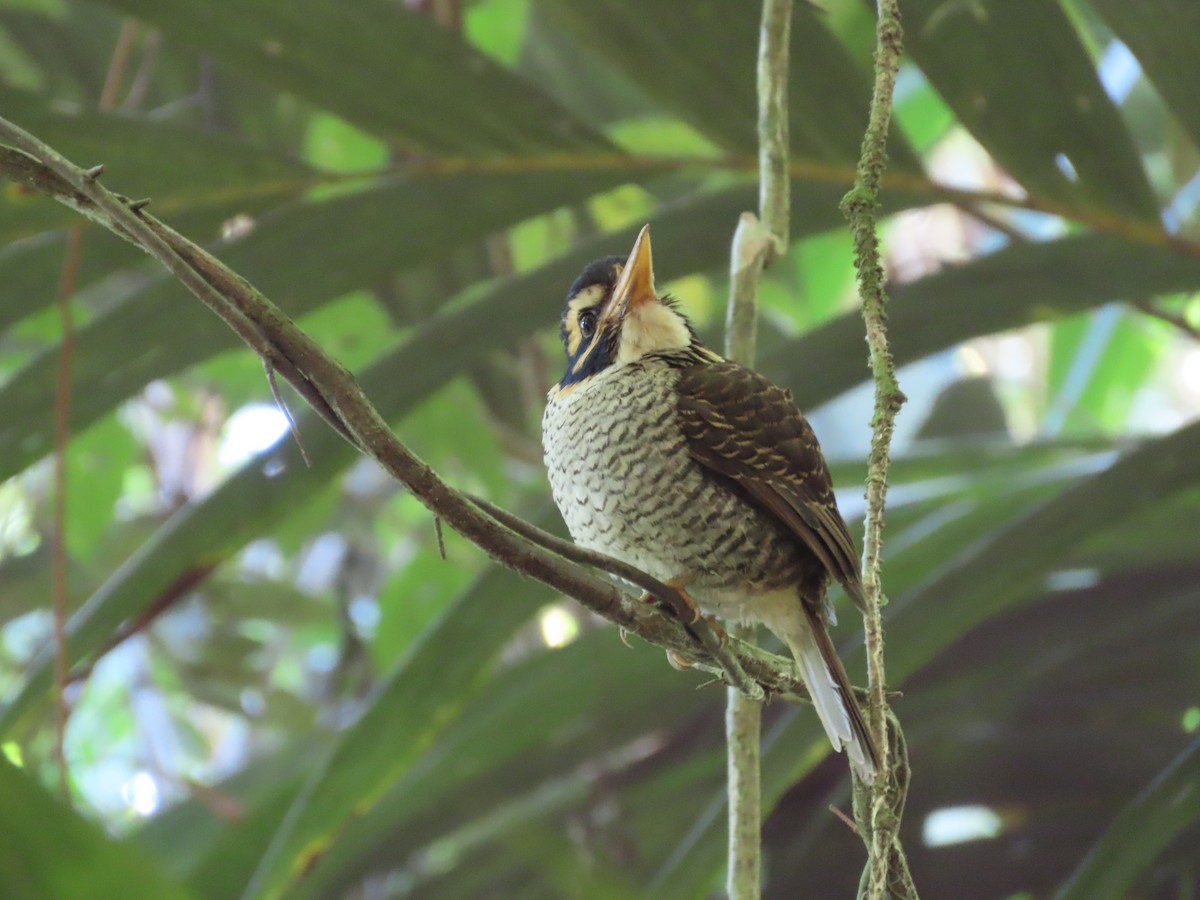 Scaly-breasted Kingfisher - ML611255121