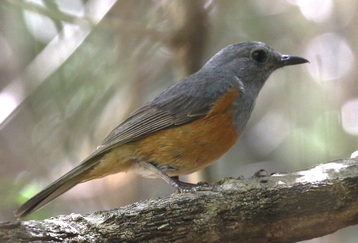 Forest Rock-Thrush (Benson's) - ML611255130