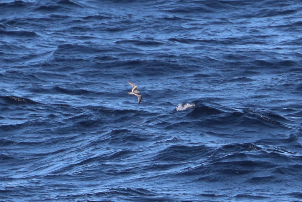 Fork-tailed Storm-Petrel - 仲志 羅