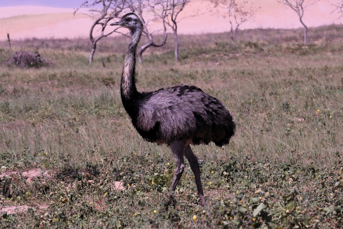 Greater Rhea - ML611255279