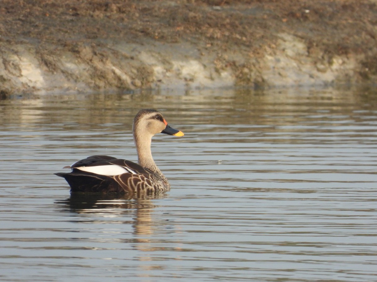 Indian Spot-billed Duck - ML611255382