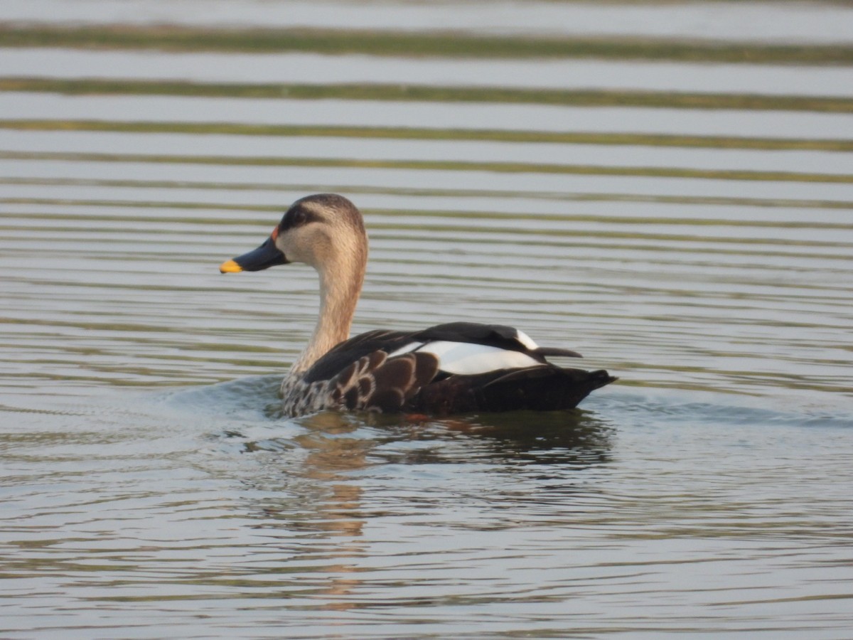 Indian Spot-billed Duck - ML611255384