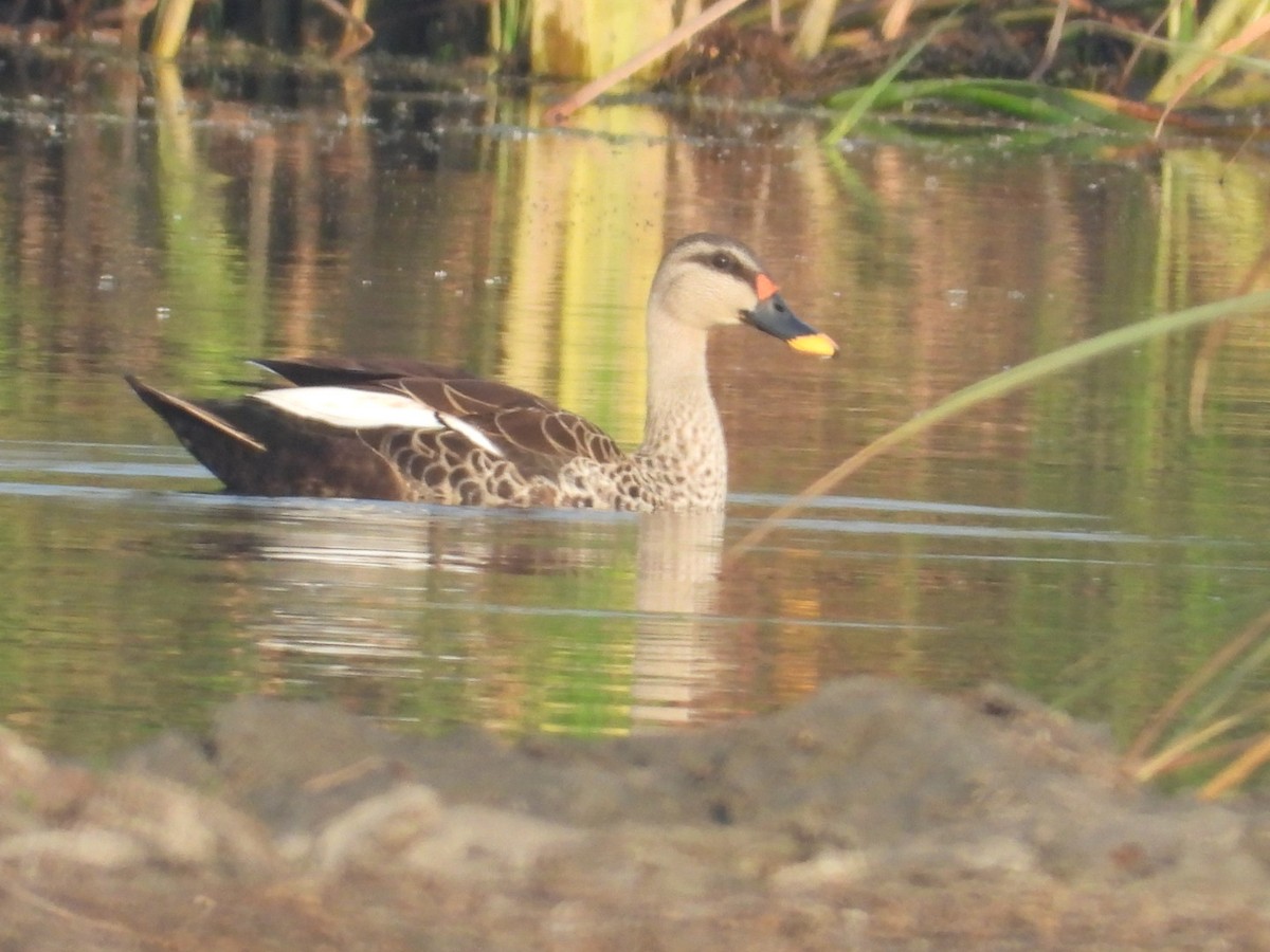 Indian Spot-billed Duck - ML611255385