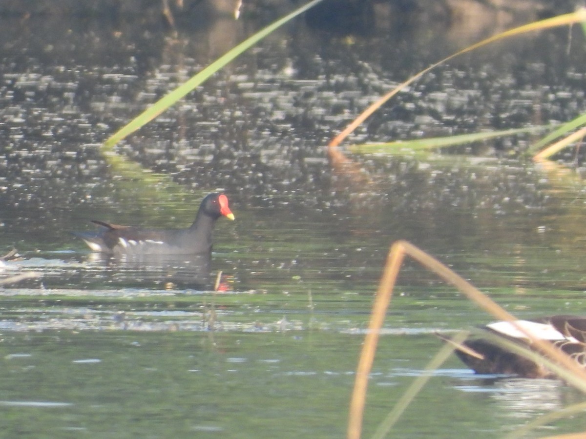 Eurasian Moorhen - ML611255402