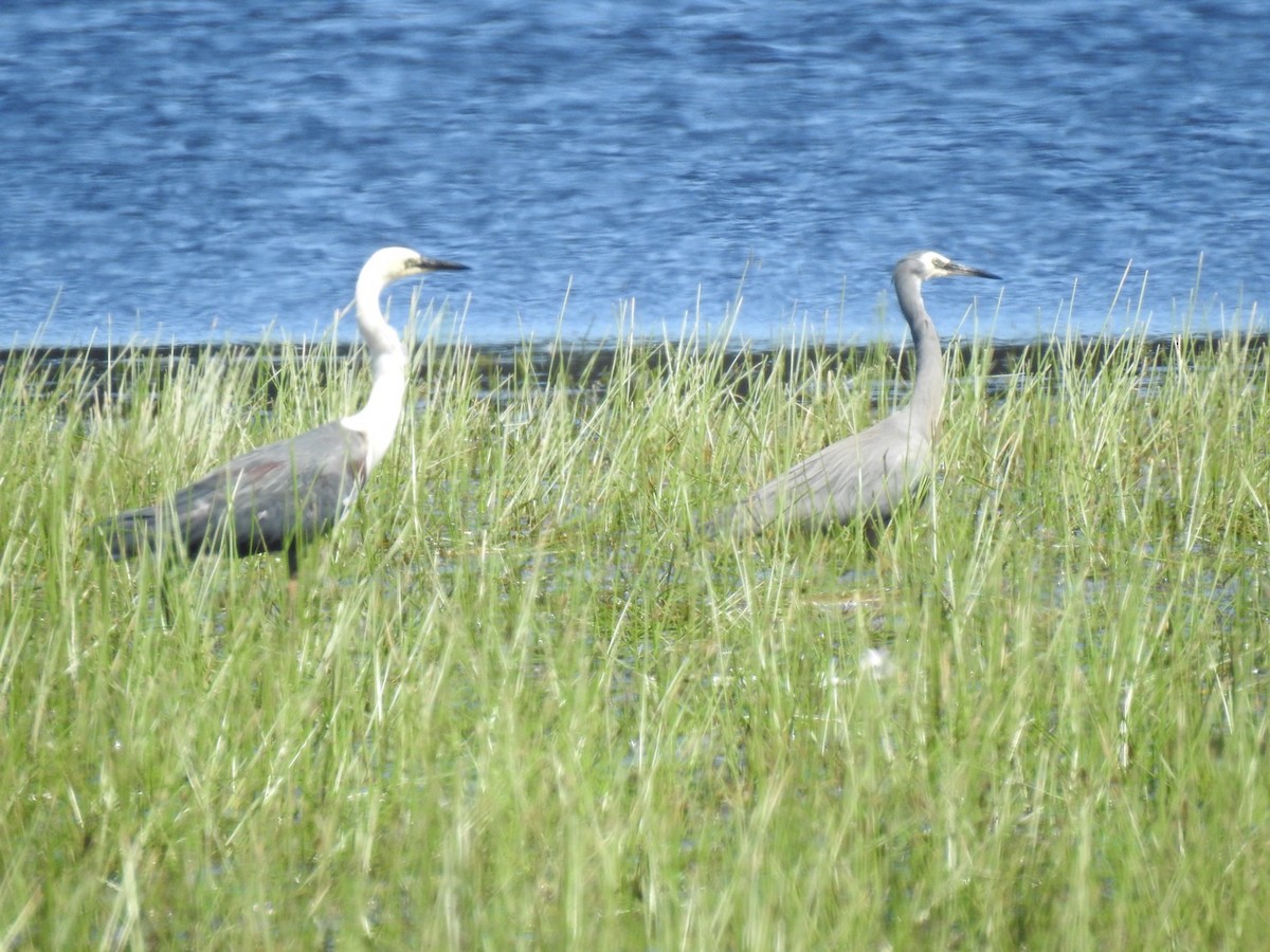 Pacific Heron - ML611255417