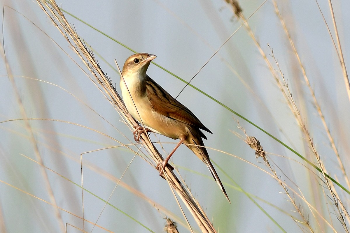 Bristled Grassbird - Ajoy Kumar Dawn