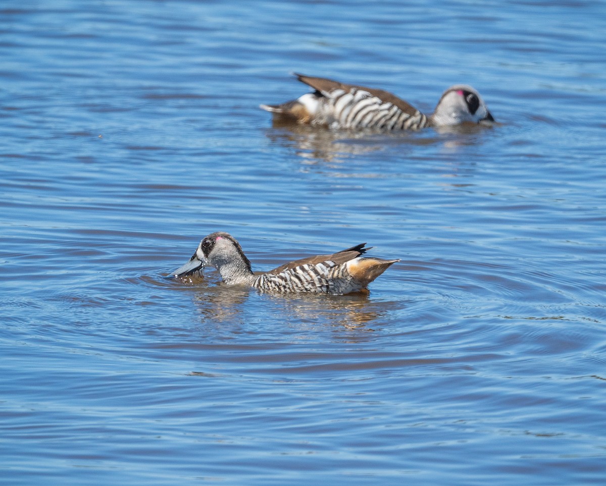 Pink-eared Duck - ML611255502