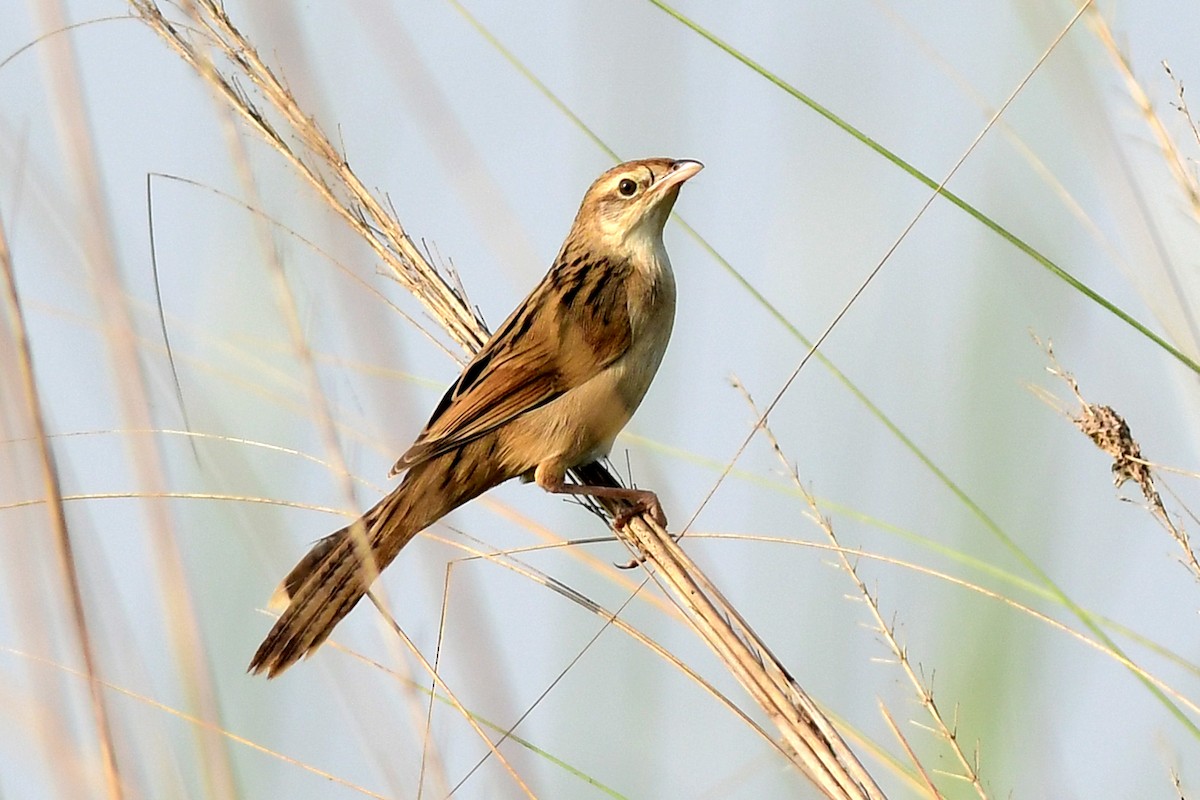 Bristled Grassbird - Ajoy Kumar Dawn